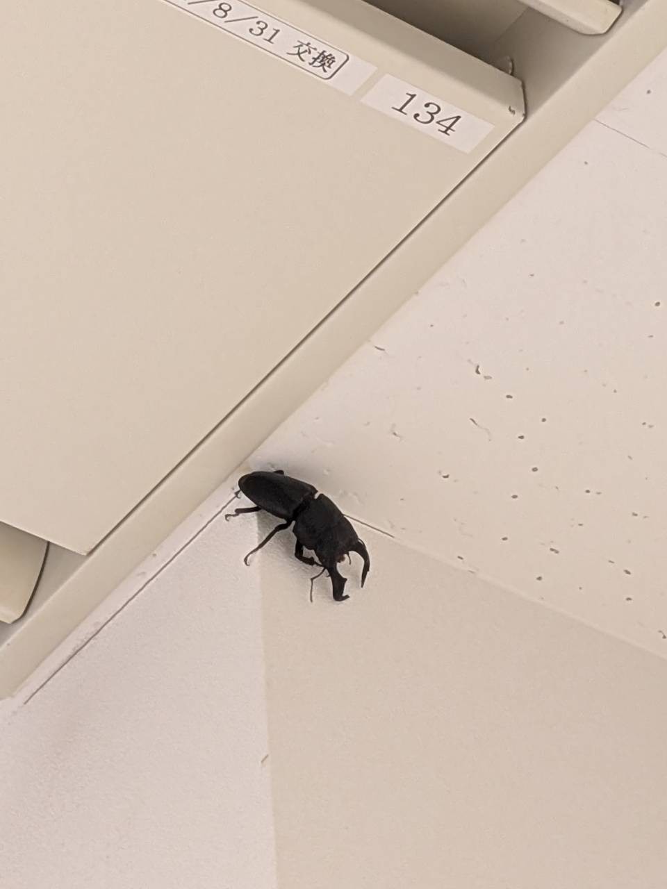 ぼっこのクワガタ